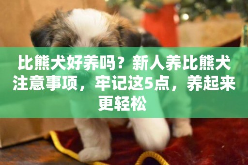 比熊犬好養嗎？新人養比熊犬注意事項，牢記這5點，養起來更輕松 