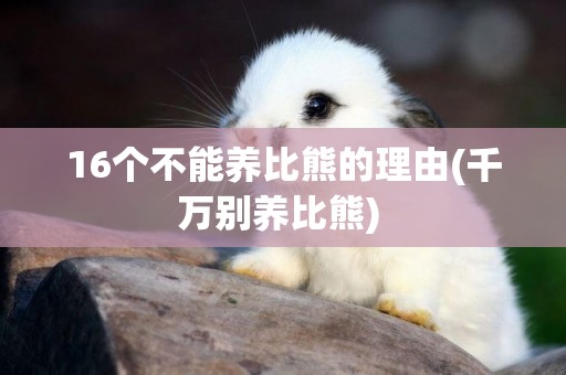 16個不能養比熊的理由(千萬別養比熊) 