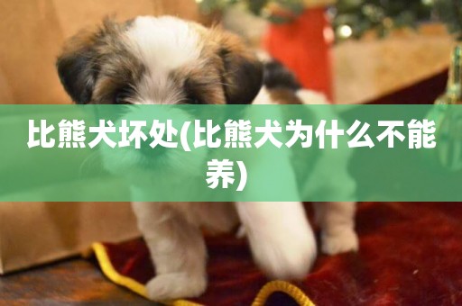 比熊犬壞處(比熊犬為什么不能養) 