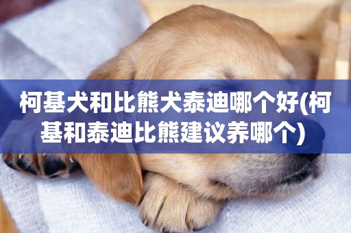 柯基犬和比熊犬泰迪哪個好(柯基和泰迪比熊建議養哪個) 