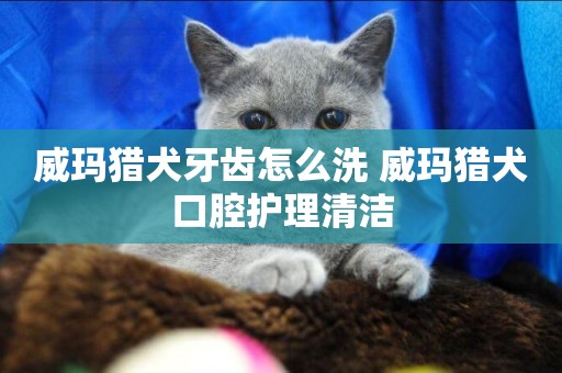 威瑪獵犬牙齒怎么洗 威瑪獵犬口腔護理清潔