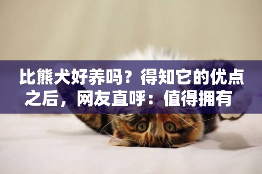 比熊犬好養嗎？得知它的優點之后，網友直呼：值得擁有 
