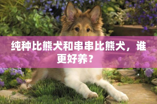 純種比熊犬和串串比熊犬，誰更好養？ 