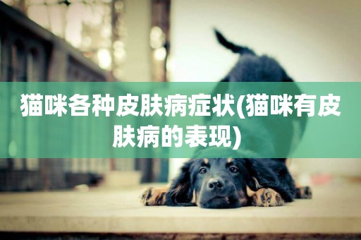 貓咪各種皮膚病癥狀(貓咪有皮膚病的表現) 