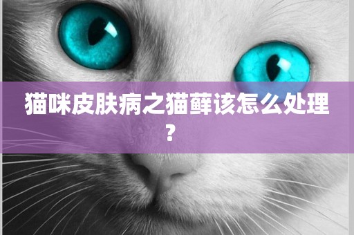 貓咪皮膚病之貓蘚該怎么處理？ 