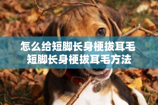 怎么給短腳長身梗拔耳毛 短腳長身梗拔耳毛方法