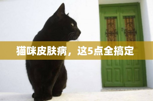 貓咪皮膚病，這5點全搞定 