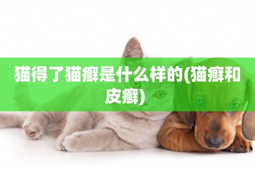 貓得了貓癬是什么樣的(貓癬和皮癬) 