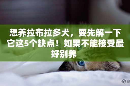 想養拉布拉多犬，要先解一下它這5個缺點！如果不能接受最好別養 