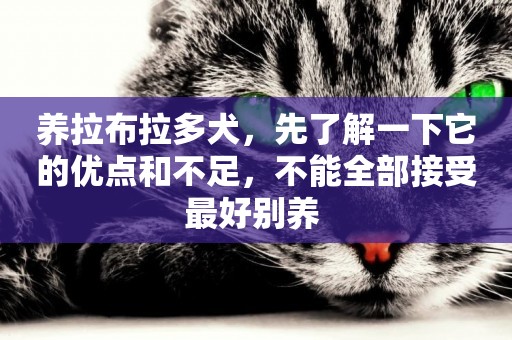 養拉布拉多犬，先了解一下它的優點和不足，不能全部接受最好別養 