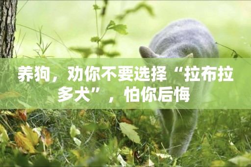 養狗，勸你不要選擇“拉布拉多犬”，怕你后悔 