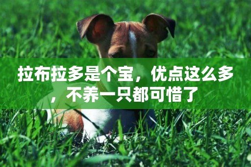 拉布拉多是個寶，優點這么多，不養一只都可惜了 