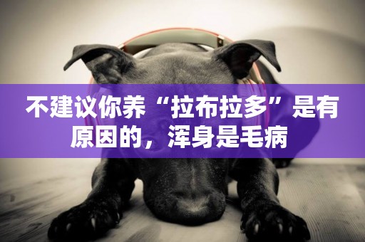 不建議你養“拉布拉多”是有原因的，渾身是毛病 