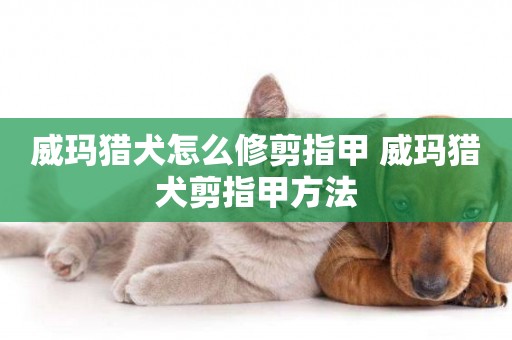 威瑪獵犬怎么修剪指甲 威瑪獵犬剪指甲方法