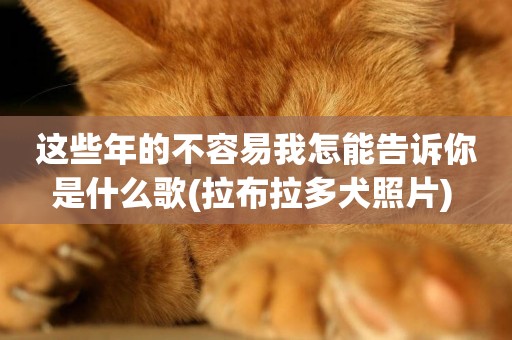 這些年的不容易我怎能告訴你是什么歌(拉布拉多犬照片) 