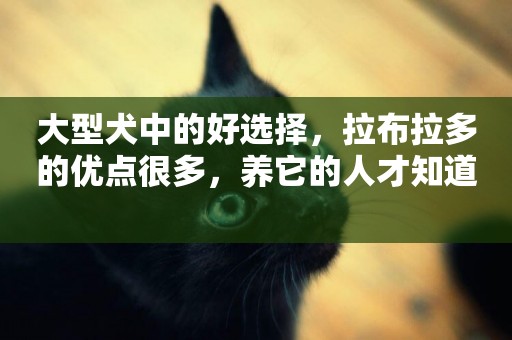 大型犬中的好選擇，拉布拉多的優點很多，養它的人才知道 