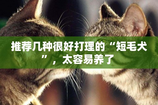 推薦幾種很好打理的“短毛犬”，太容易養了 