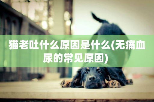 貓老吐什么原因是什么(無痛血尿的常見原因) 