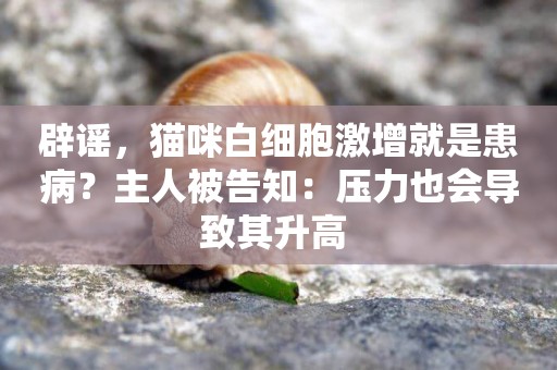 辟謠，貓咪白細胞激增就是患病？主人被告知：壓力也會導致其升高 