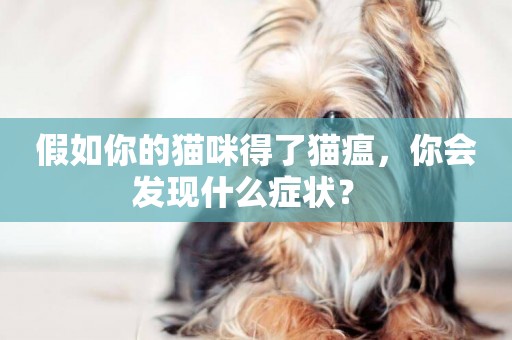 假如你的貓咪得了貓瘟，你會發現什么癥狀？ 