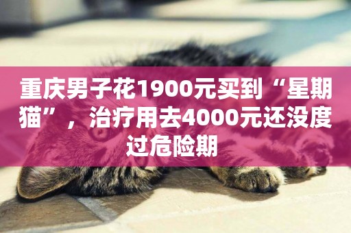 重慶男子花1900元買到“星期貓”，治療用去4000元還沒度過危險期 