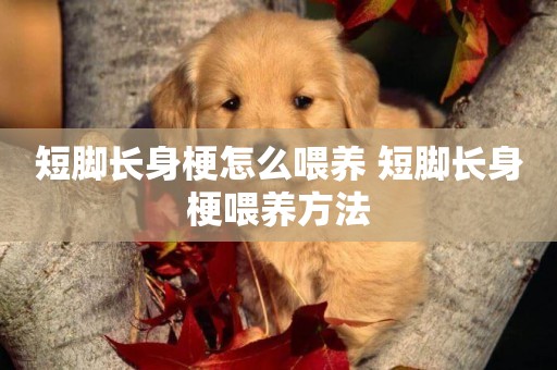 短腳長身梗怎么喂養 短腳長身梗喂養方法