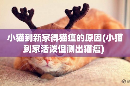 小貓到新家得貓瘟的原因(小貓到家活潑但測出貓瘟) 