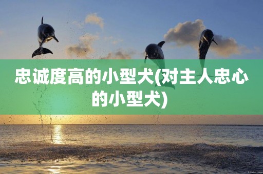 忠誠度高的小型犬(對主人忠心的小型犬) 