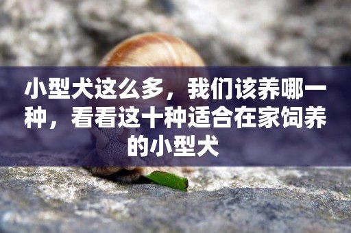 小型犬這么多，我們該養哪一種，看看這十種適合在家飼養的小型犬 