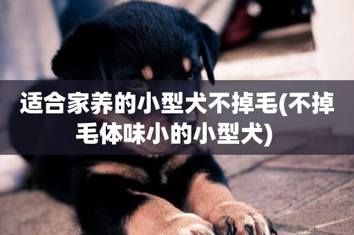 適合家養的小型犬不掉毛(不掉毛體味小的小型犬) 