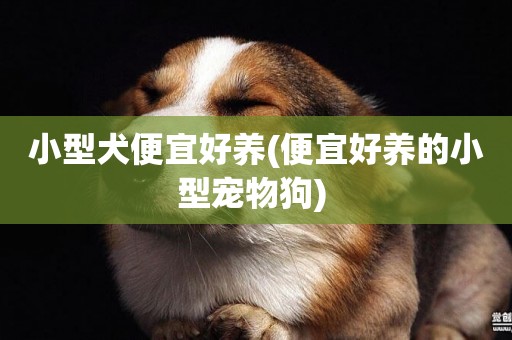 小型犬便宜好養(便宜好養的小型寵物狗) 
