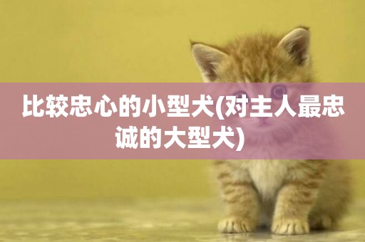 比較忠心的小型犬(對主人最忠誠的大型犬) 