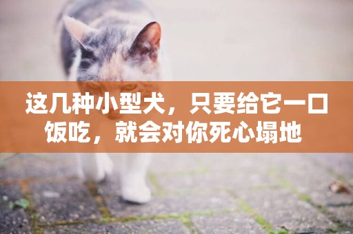 這幾種小型犬，只要給它一口飯吃，就會對你死心塌地 