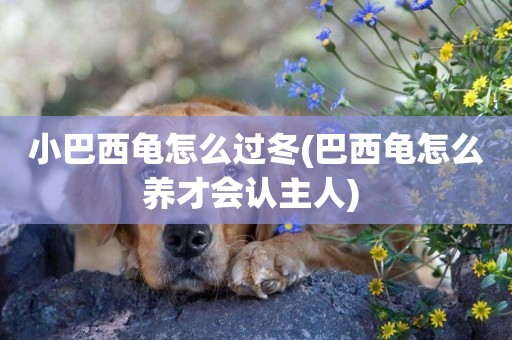 小巴西龜怎么過冬(巴西龜怎么養才會認主人) 