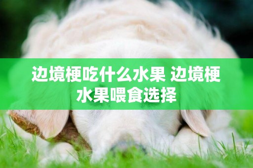 邊境梗吃什么水果 邊境梗水果喂食選擇