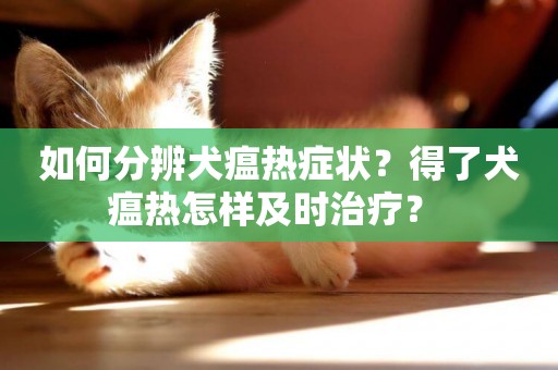 如何分辨犬瘟熱癥狀？得了犬瘟熱怎樣及時治療？ 