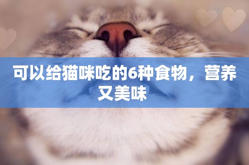 可以給貓咪吃的6種食物，營養又美味 