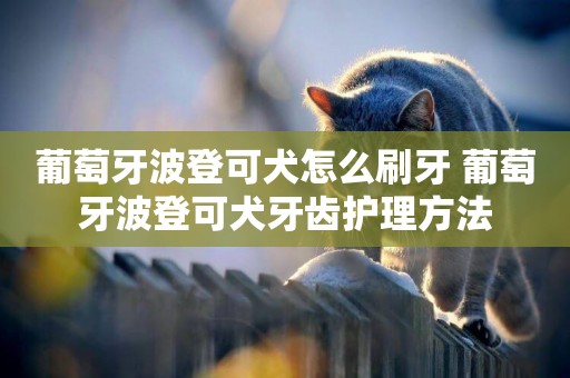 葡萄牙波登可犬怎么刷牙 葡萄牙波登可犬牙齒護理方法