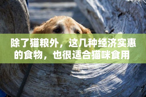 除了貓糧外，這幾種經濟實惠的食物，也很適合貓咪食用 