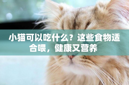 小貓可以吃什么？這些食物適合喂，健康又營養 