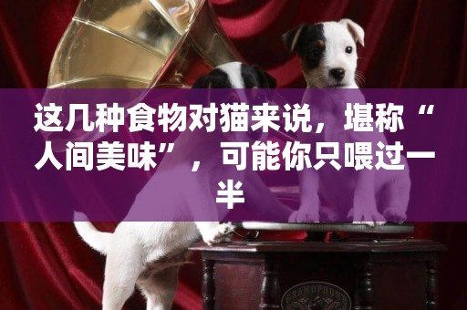 這幾種食物對貓來說，堪稱“人間美味”，可能你只喂過一半 