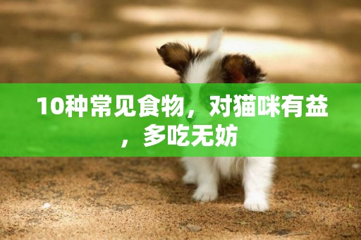 10種常見食物，對貓咪有益，多吃無妨 