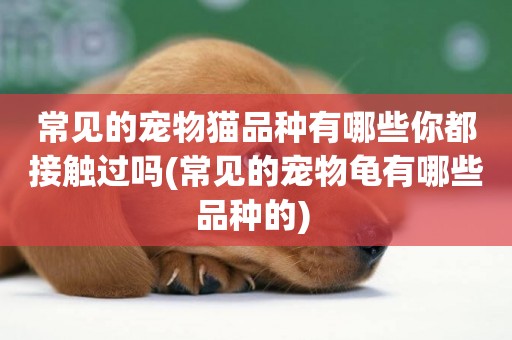常見的寵物貓品種有哪些你都接觸過嗎(常見的寵物龜有哪些品種的) 