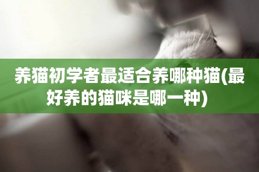 養貓初學者最適合養哪種貓(最好養的貓咪是哪一種) 