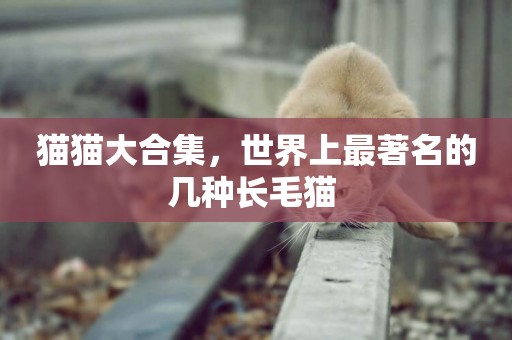 貓貓大合集，世界上最著名的幾種長毛貓 