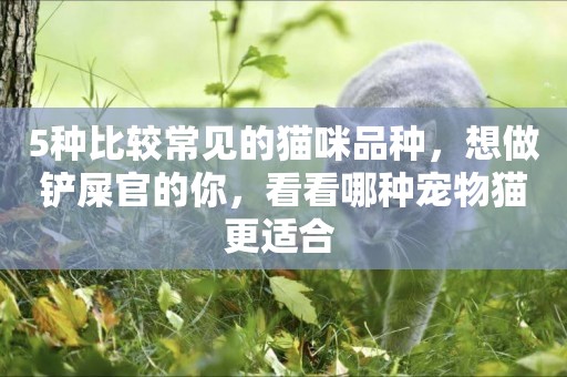 5種比較常見的貓咪品種，想做鏟屎官的你，看看哪種寵物貓更適合 