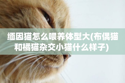 緬因貓怎么喂養體型大(布偶貓和橘貓雜交小貓什么樣子) 