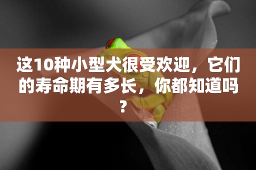 這10種小型犬很受歡迎，它們的壽命期有多長，你都知道嗎？ 