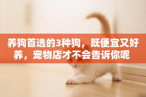 養狗首選的3種狗，既便宜又好養，寵物店才不會告訴你呢 
