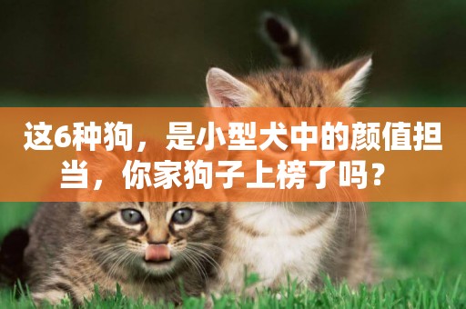 這6種狗，是小型犬中的顏值擔當，你家狗子上榜了嗎？ 
